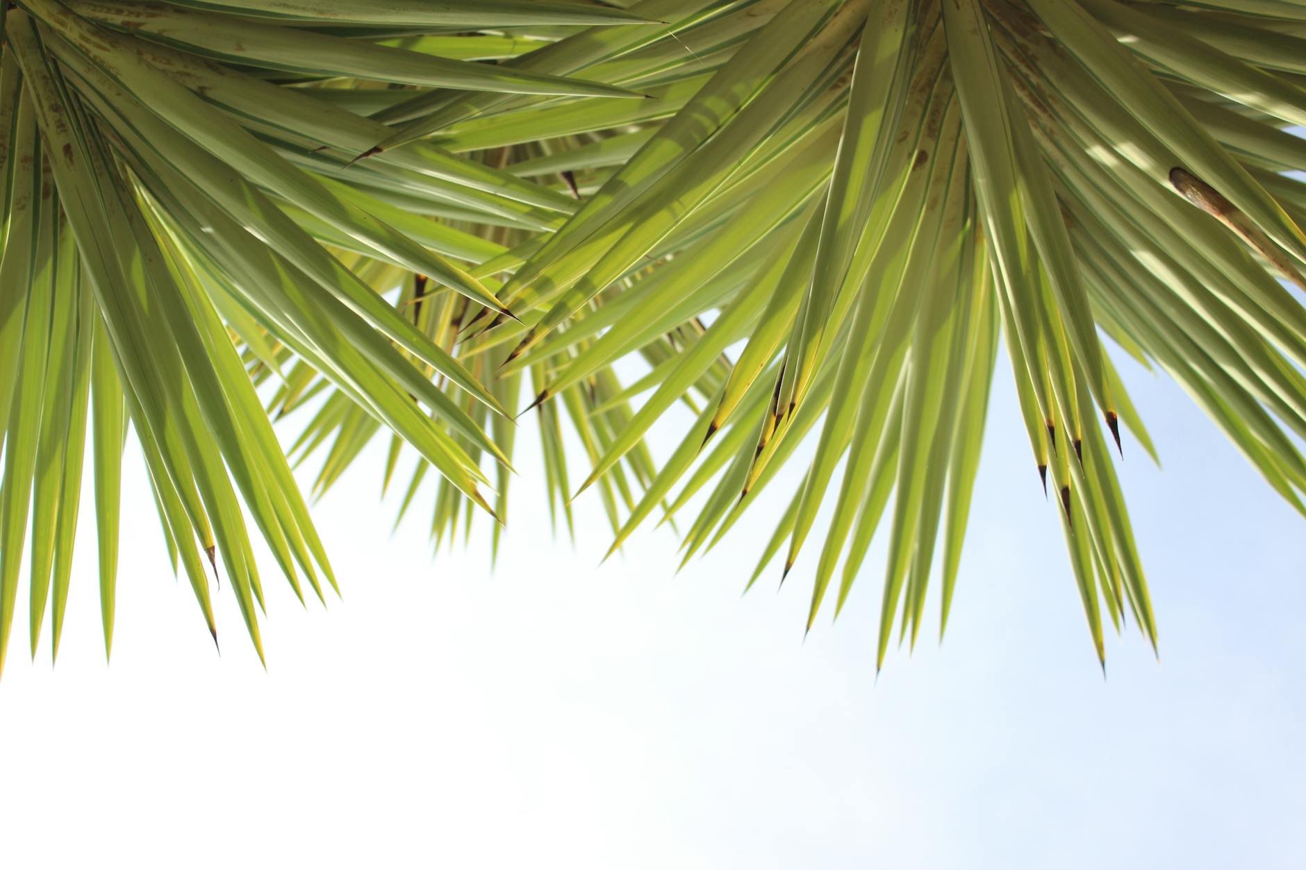 Yucca Plant Guide: Growing & Caring for These Striking Succulents Discover how to grow and maintain striking yucca plants in your garden or home landscape