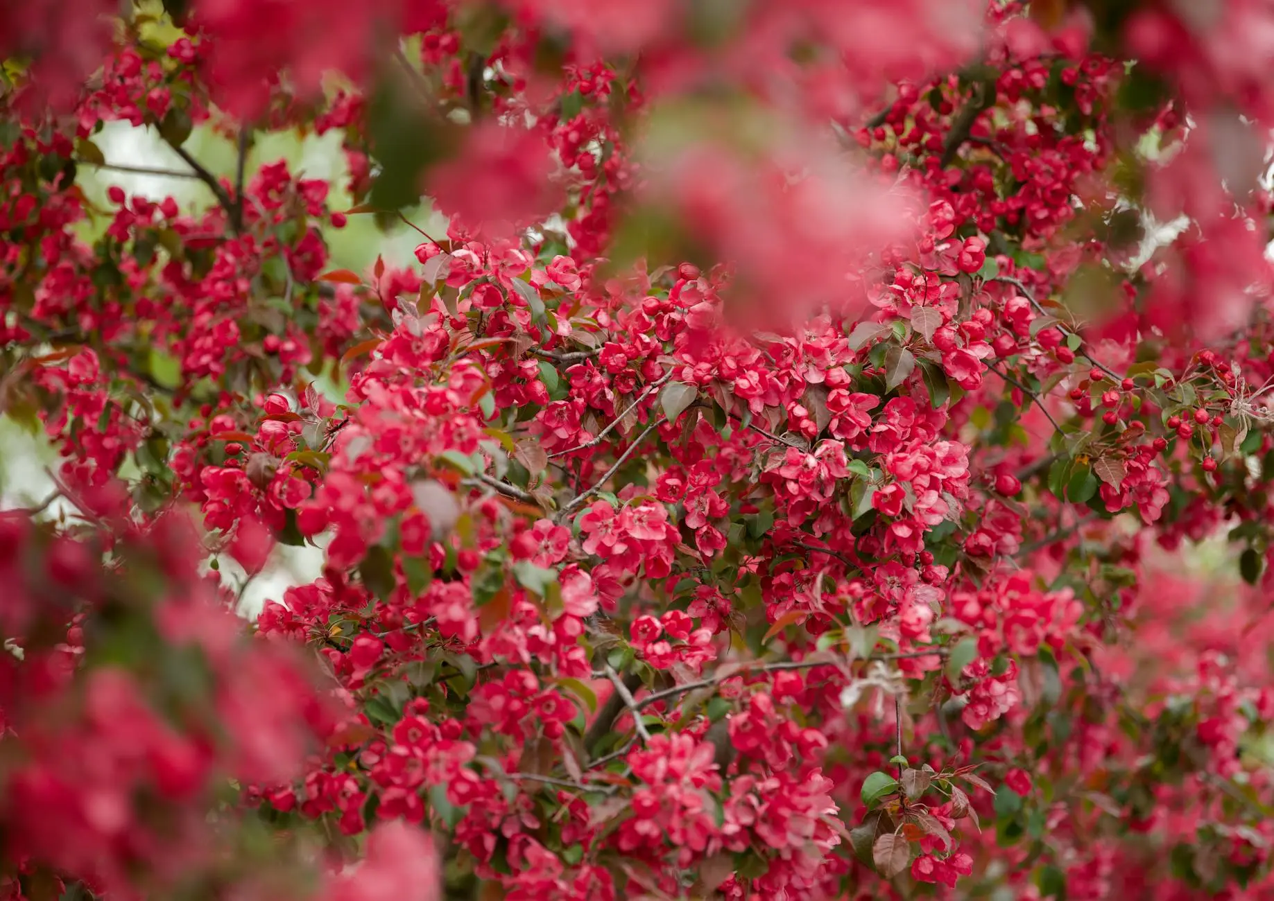 Crabapple Trees: A Spectacular Four-Season Garden Addition Discover the beauty of crabapples with their spring blossoms, summer foliage, and colorful persistent fruits