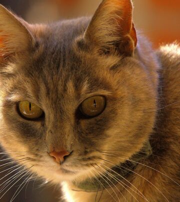 The Origins of Cats: From Wild Hunter to Beloved Companion