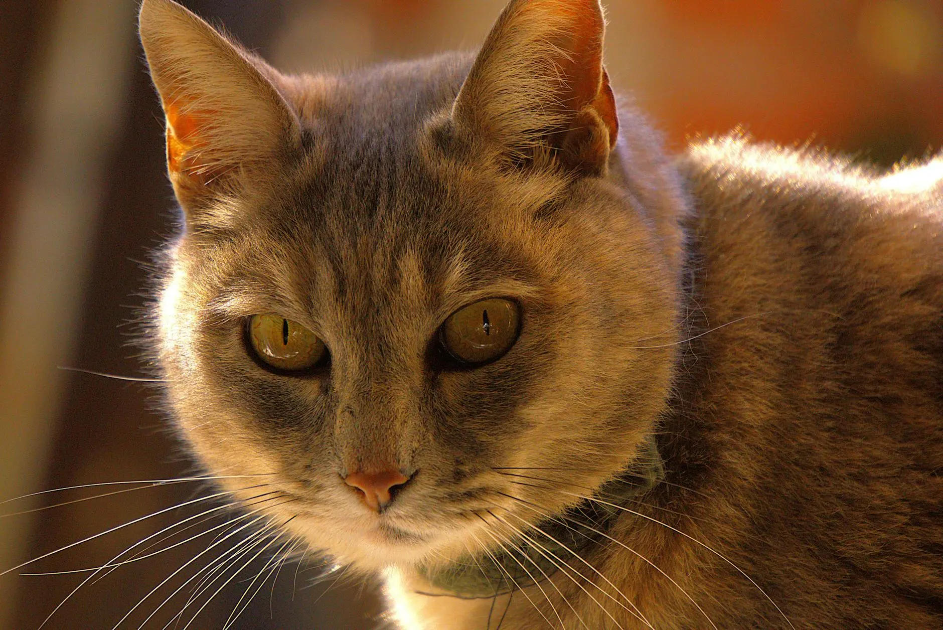 Explore the evolutionary journey of domestic cats, from ancient wild predators to cherished companions worldwide.
