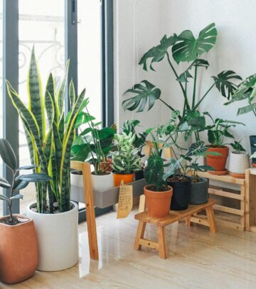 The Ultimate Guide to Indoor Plants: Finding Your Perfect Houseplant_image