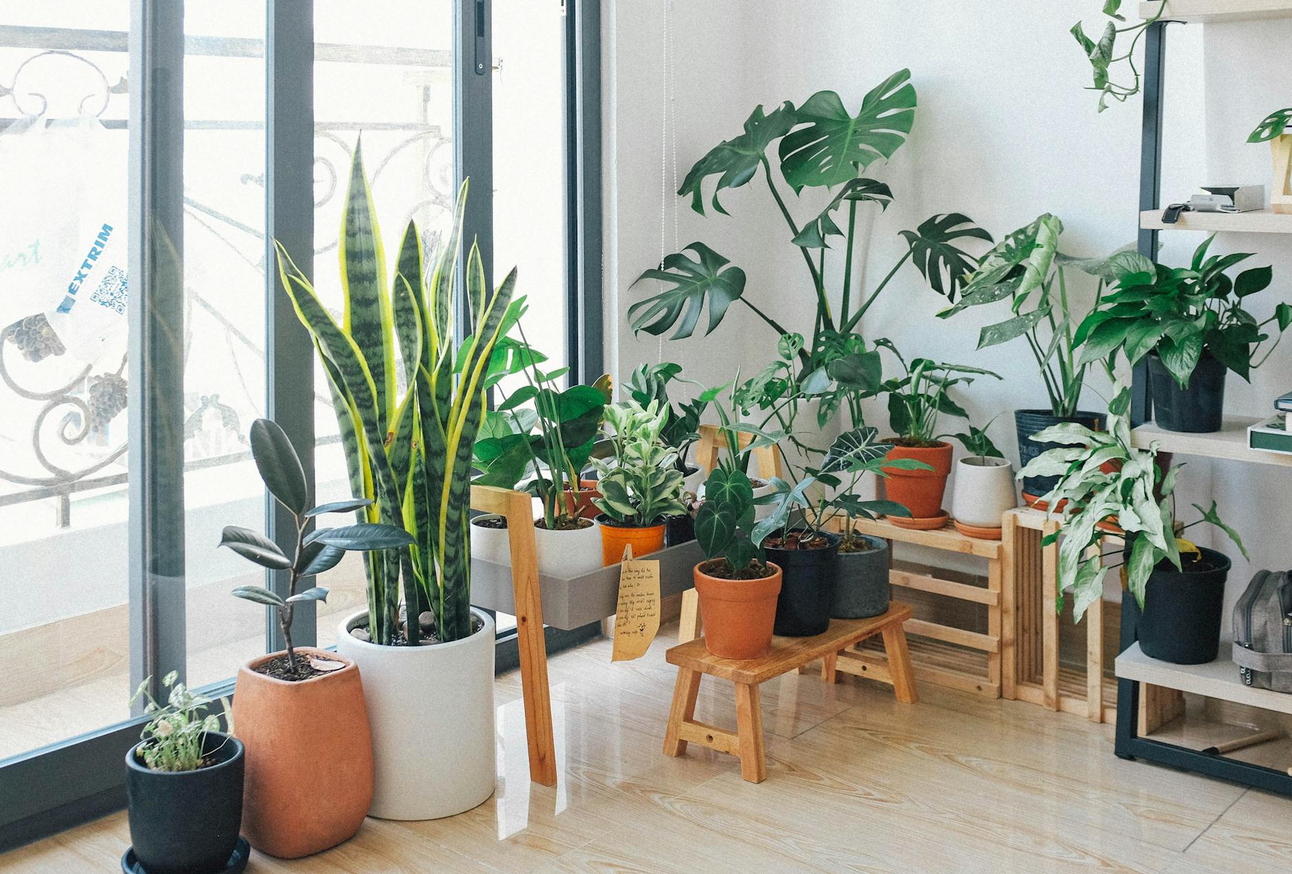 The Ultimate Guide to Indoor Plants: Finding Your Perfect Houseplant The Ultimate Guide to Indoor Plants: Finding Your Perfect Houseplant_image