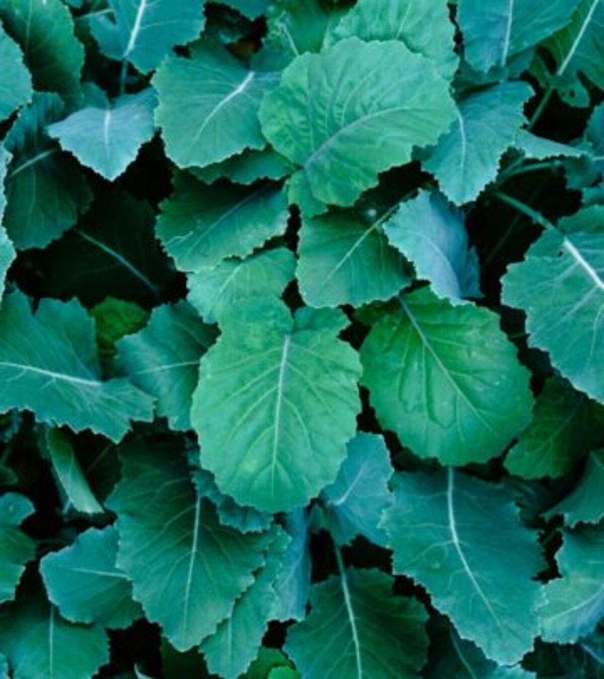 Maximize your harvest: Design, build, plant, and maintain thriving raised bed vegetable gardens for abundant homegrown produce.