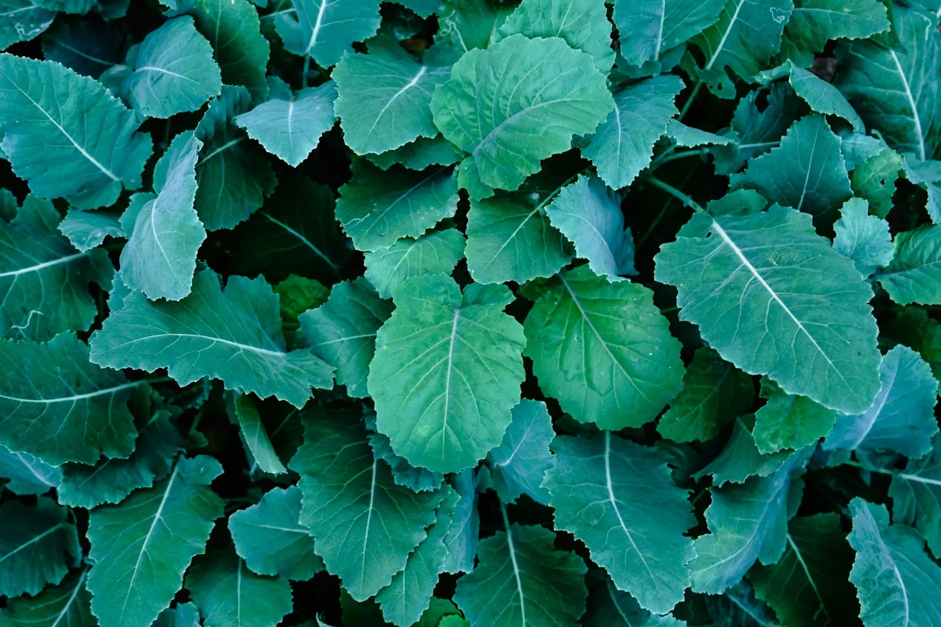 Raised Bed Vegetable Gardening: A Comprehensive Guide Maximize your harvest: Design, build, plant, and maintain thriving raised bed vegetable gardens for abundant homegrown produce.