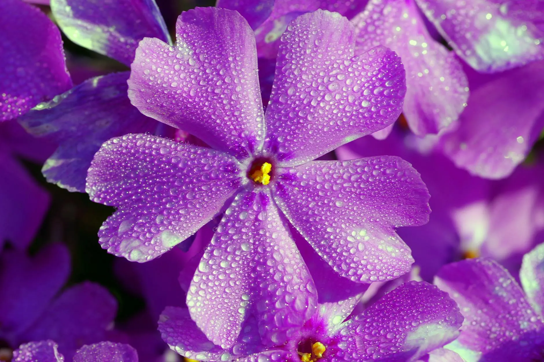 Growing & Caring for Phlox Flowers: A Complete Guide Discover how to cultivate vibrant phlox blooms that add color and fragrance to your garden landscape