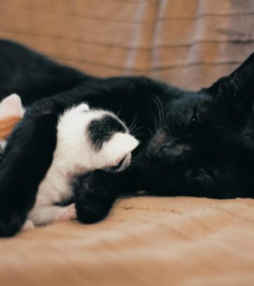 Understanding Cat Birth: A Complete Guide for Cat Owners