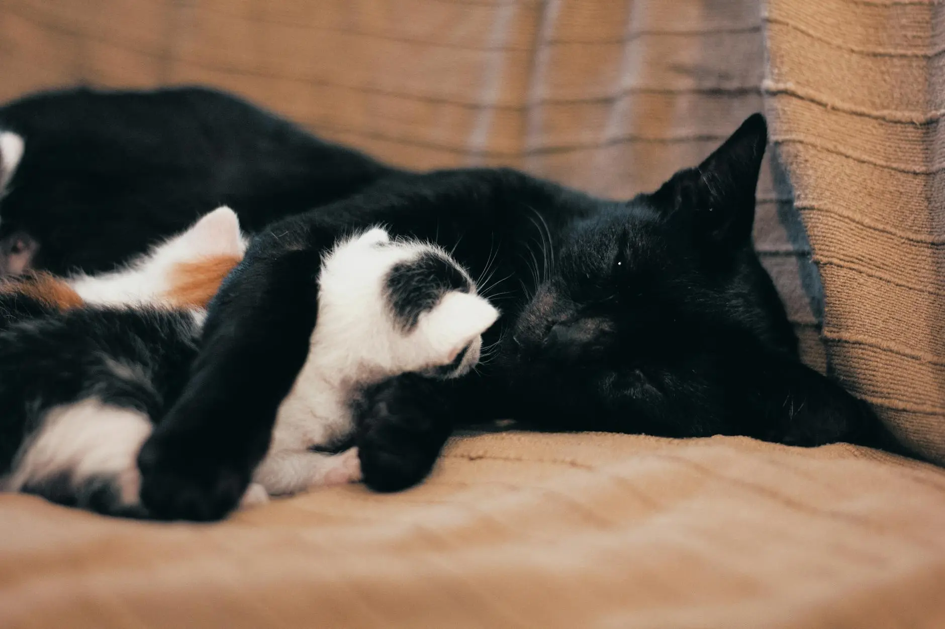 A comprehensive, step-by-step guide to preparing for, supporting, and managing your cat’s birthing process—ensuring health and safety for both mother and kittens.