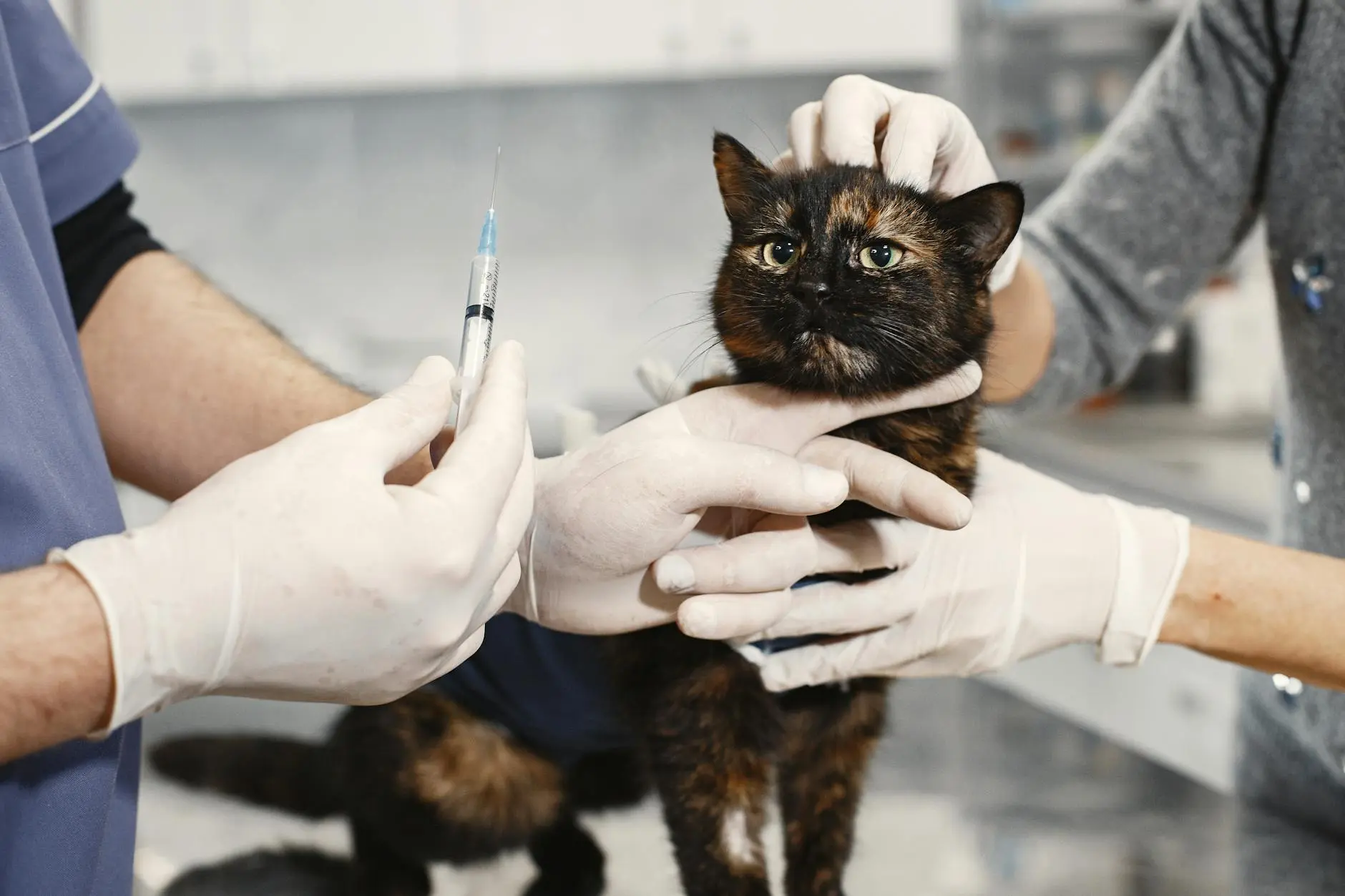 Feline Immunodeficiency Virus (FIV): Understanding, Managing, and Living with FIV-positive Cats A comprehensive guide to FIV in cats, including symptoms, transmission, diagnosis, management, and living happily with FIV-positive felines.