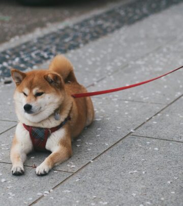 Shiba Inu Dog Breed: Complete Guide to Japan’s Beloved Canine_image