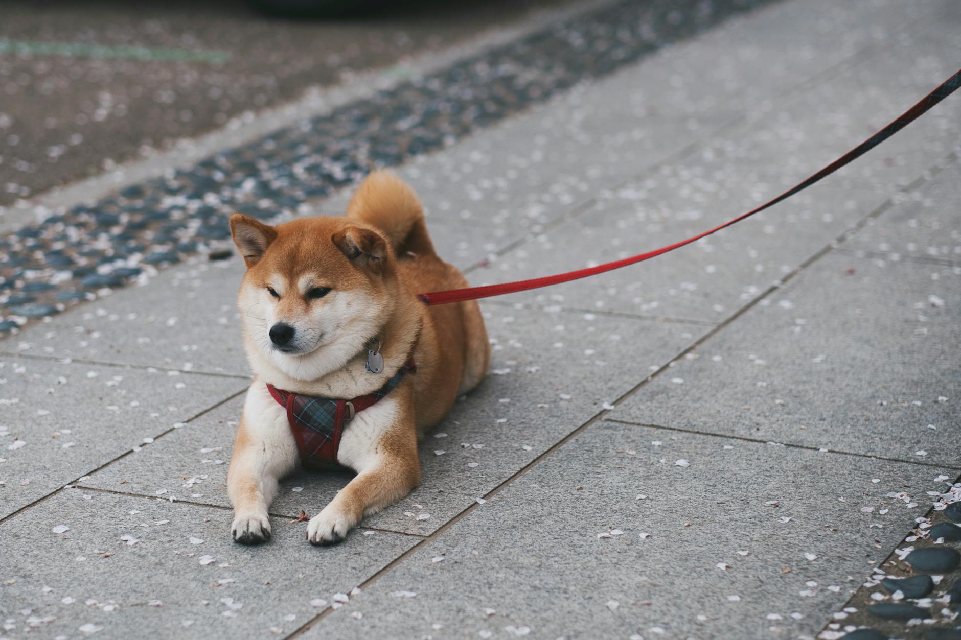Shiba Inu Dog Breed: Complete Guide to Japan’s Beloved Canine Shiba Inu Dog Breed: Complete Guide to Japan’s Beloved Canine_image