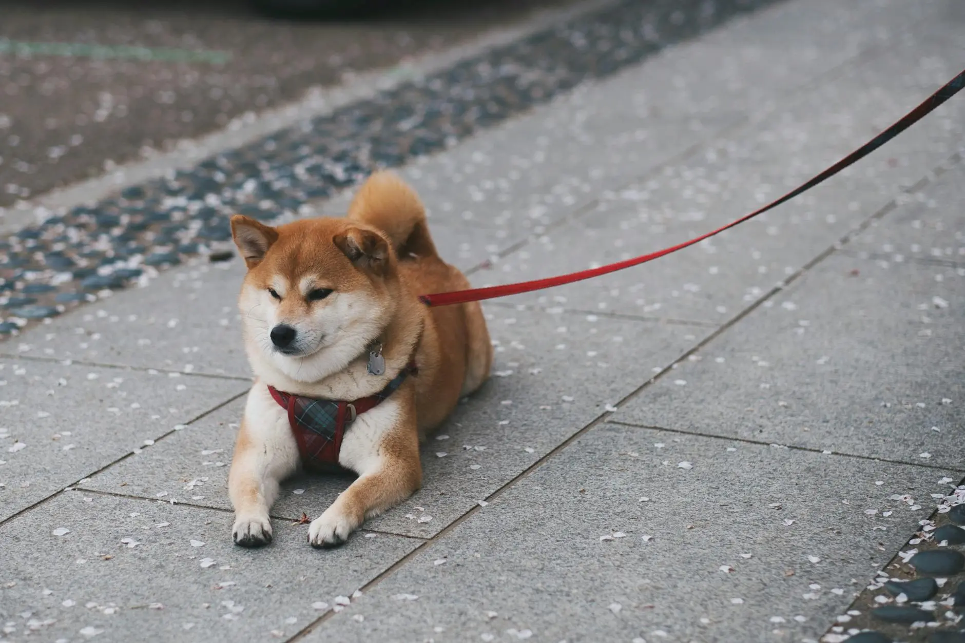 Discover everything you need to know about this charming and spirited companion pet today!