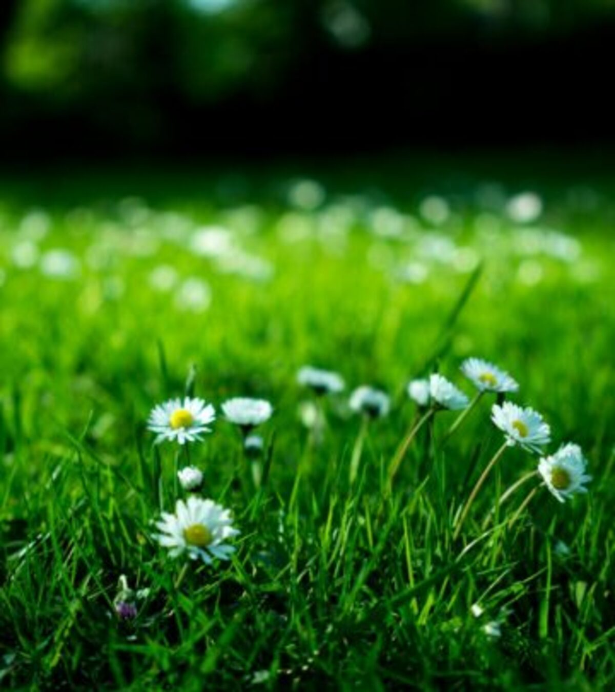 Discover 30 stunning green flowers, from chartreuse to emerald, and how they can add subtle beauty, depth, and charm to your landscape.