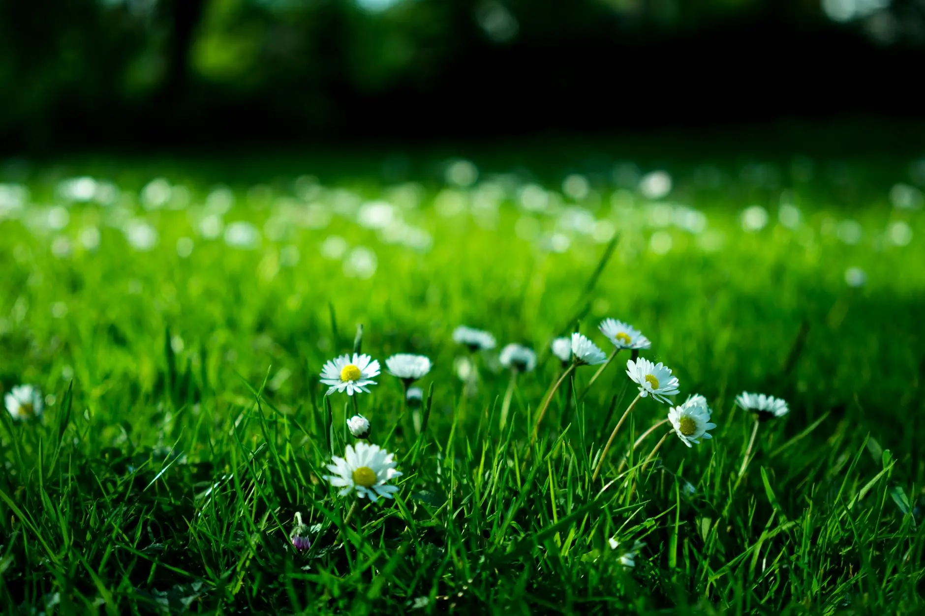 30 Beautiful Green Flowers to Enhance Your Garden Landscape Discover 30 stunning green flowers, from chartreuse to emerald, and how they can add subtle beauty, depth, and charm to your landscape.