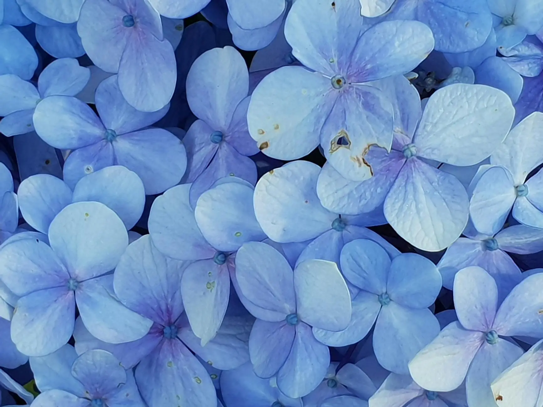 Oakleaf Hydrangea: A Four-Season Beauty for Your Garden Discover the magnificent Oakleaf Hydrangea with its distinctive foliage, spectacular blooms, and year-round garden appeal