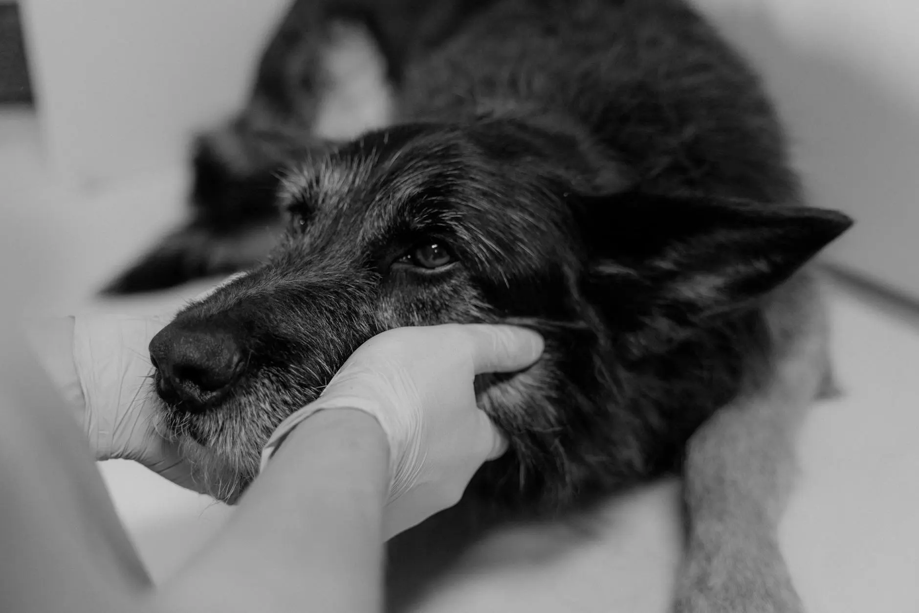 The Complete Guide to Dog Spay and Neuter Costs Understanding what factors influence the price of spaying or neutering your canine companion