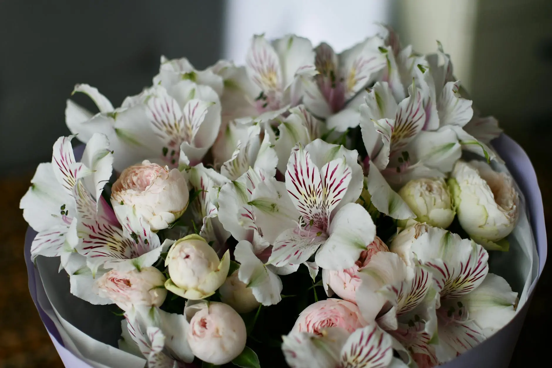 Alstroemeria: Complete Guide to Growing Stunning Peruvian Lilies Discover how to cultivate vibrant, long-lasting Peruvian lilies for gorgeous garden displays and cut flower arrangements