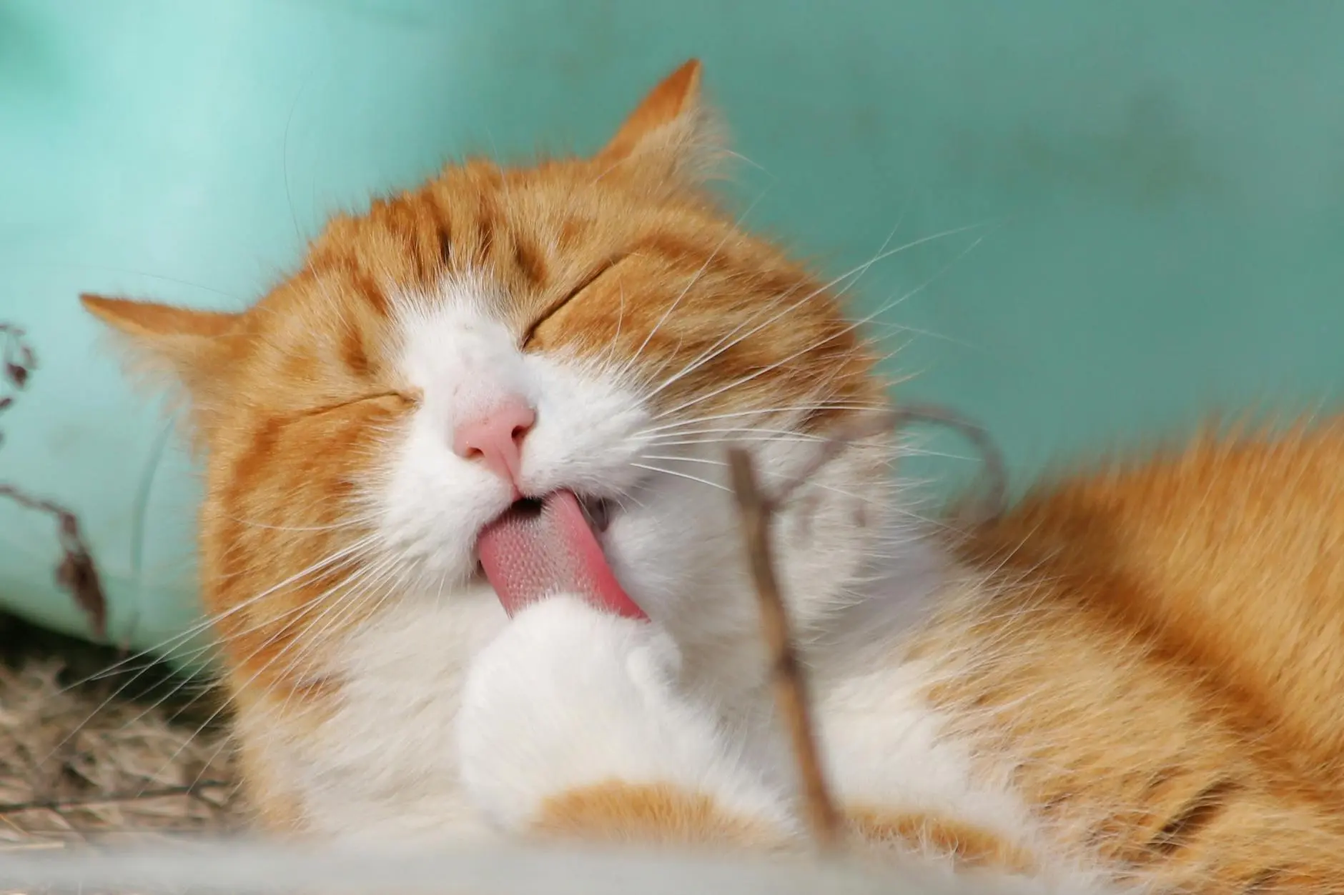 Discover the curious phenomenon of cat tongues and what your feline's protruding tongue might be telling you