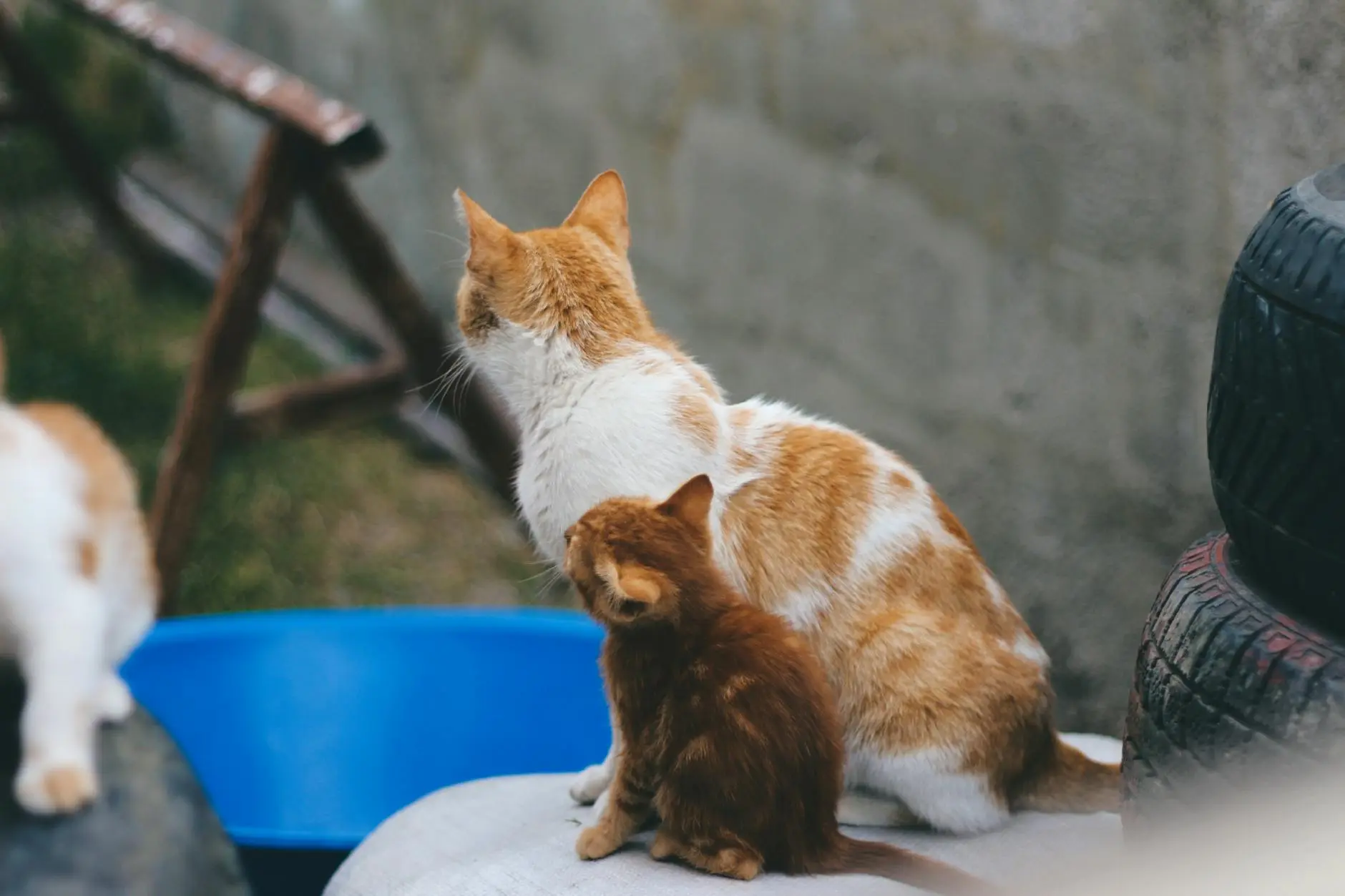 Diabetes Mellitus in Cats: Causes, Symptoms and Management Understanding feline diabetes for better management and improved quality of life