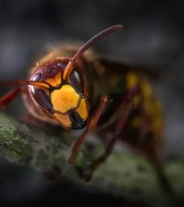 Discover unique traits and habits to easily spot and understand these fierce flying insects.