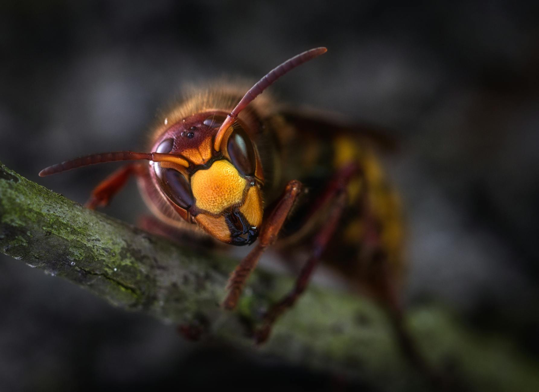 Hornet vs. Wasp: Key Differences, Behaviors, and Identification_image