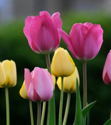 Transform Your Front Yard: Expert Landscaping Ideas to Maximize Curb Appeal_image