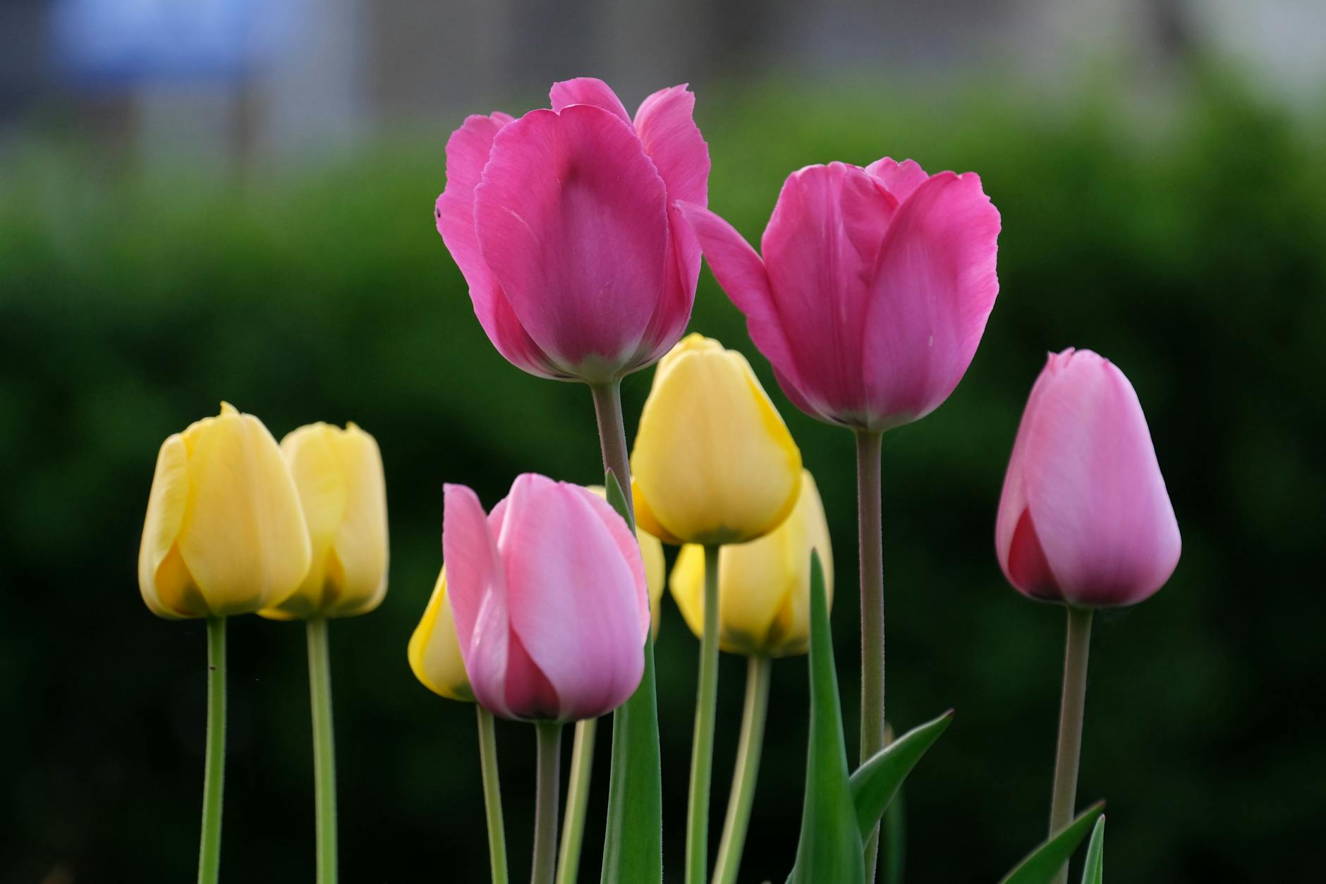 Transform Your Front Yard: Expert Landscaping Ideas to Maximize Curb Appeal Transform Your Front Yard: Expert Landscaping Ideas to Maximize Curb Appeal_image
