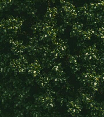 Boxwood Shrubs: The Complete Guide to Growing, Design, and Care