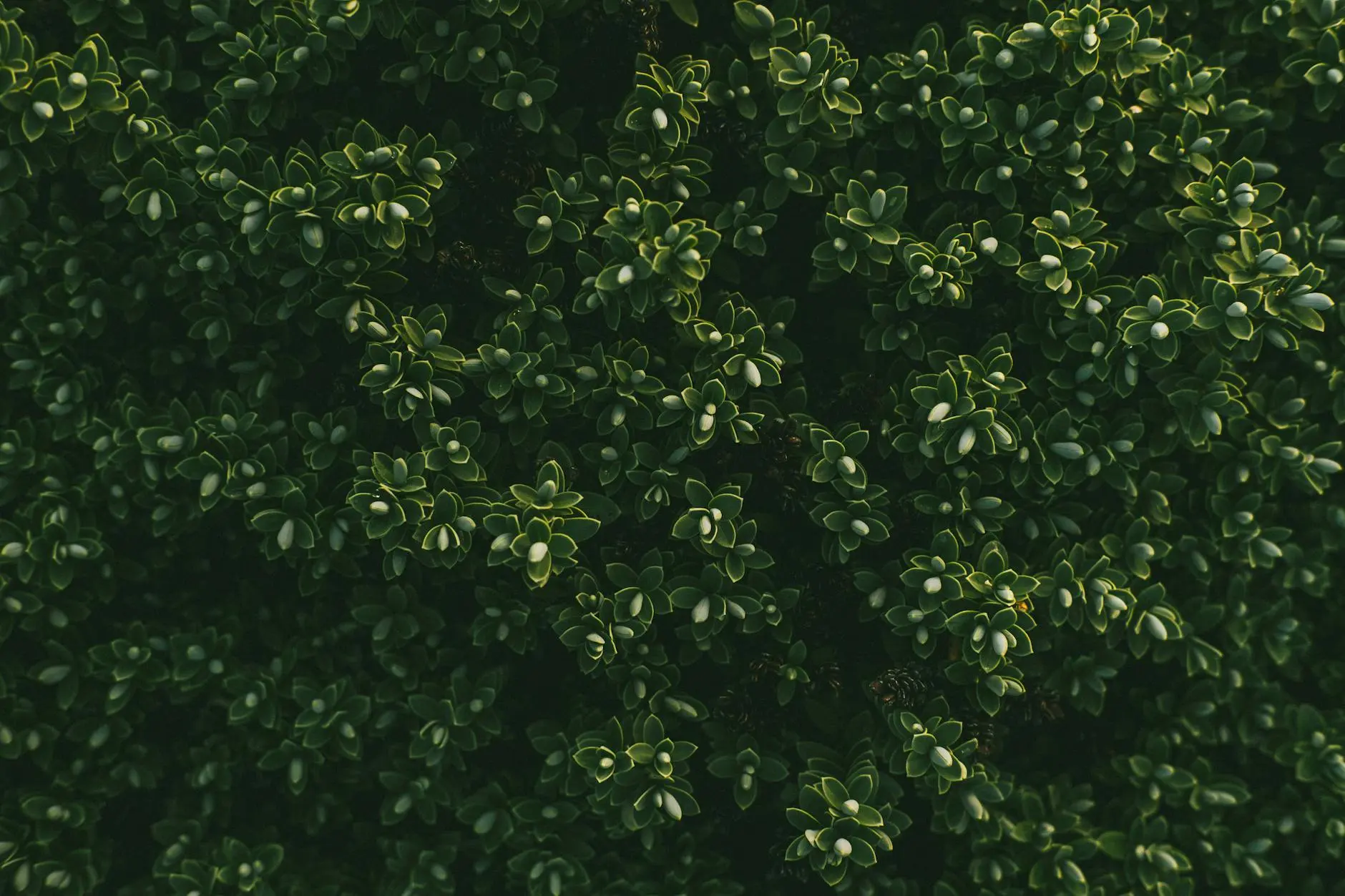 Everything you need to know about boxwood shrubs, from planting and varieties to design, care, and troubleshooting.