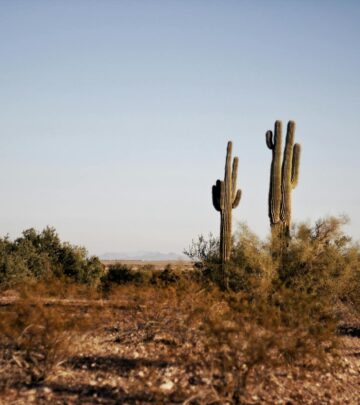Cholla Cacti: Spiny Desert Beauties With Character