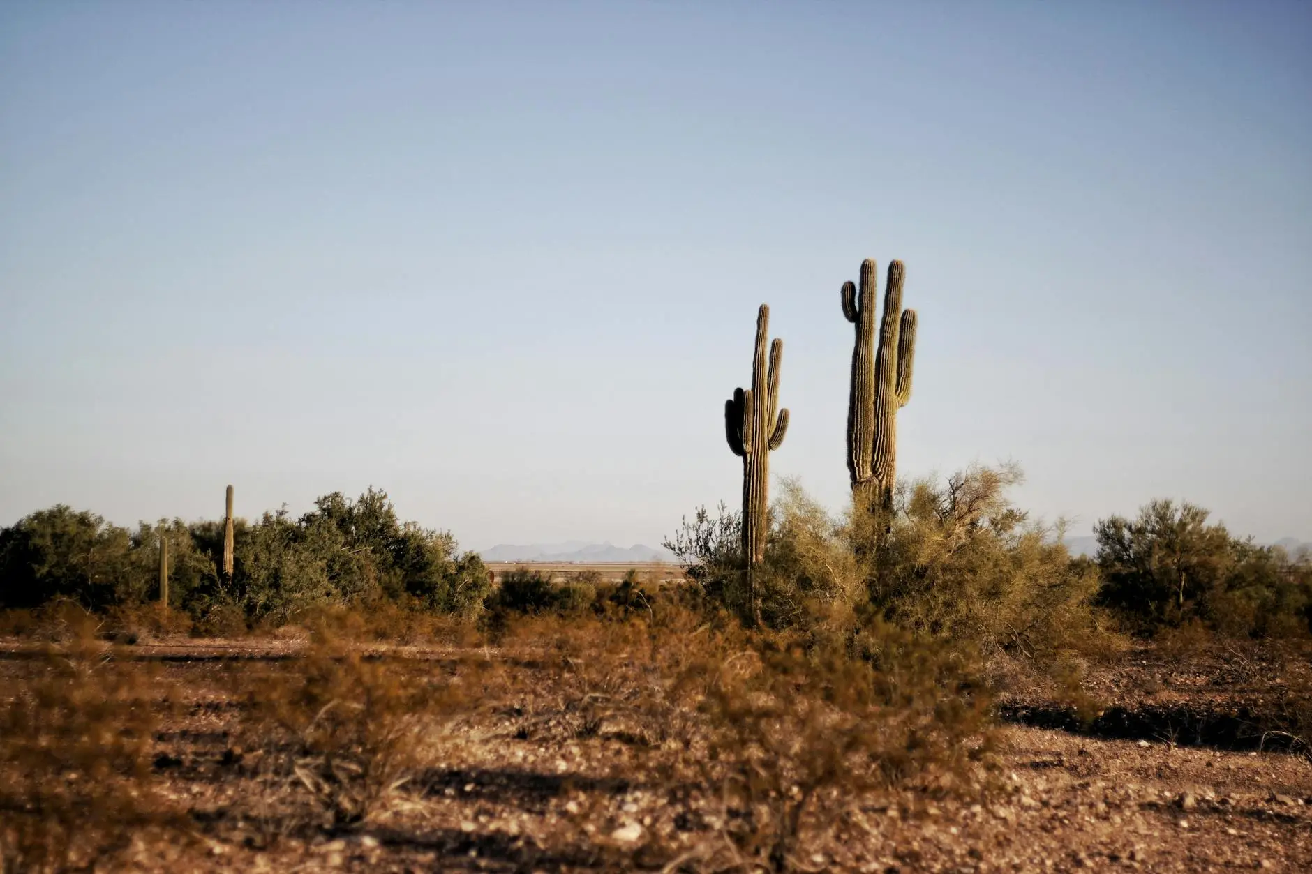 Discover the fascinating world of cholla cacti - from their distinctive features to growing tips