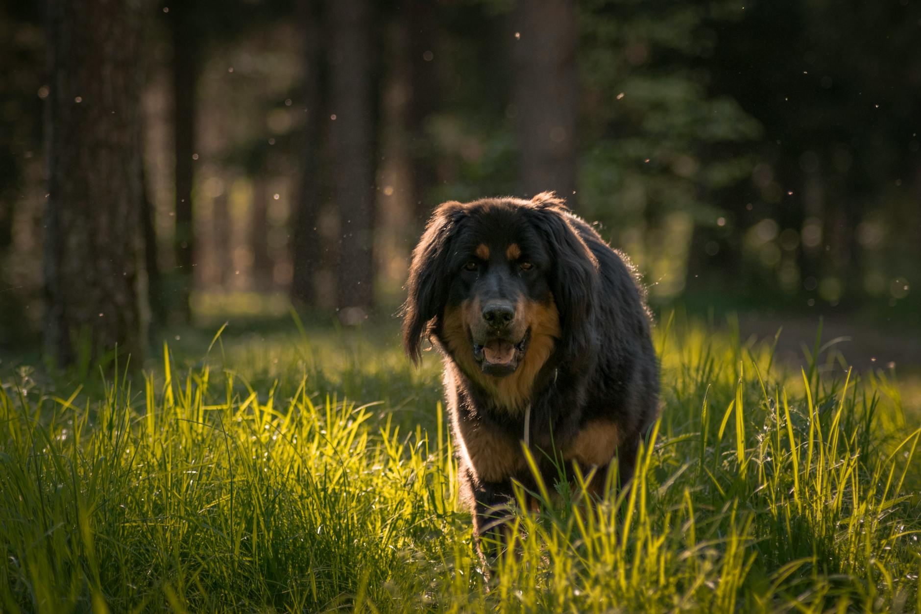 Tibetan Mastiff: The Ancient Guardian of the Himalayas Tibetan Mastiff: The Ancient Guardian of the Himalayas_image