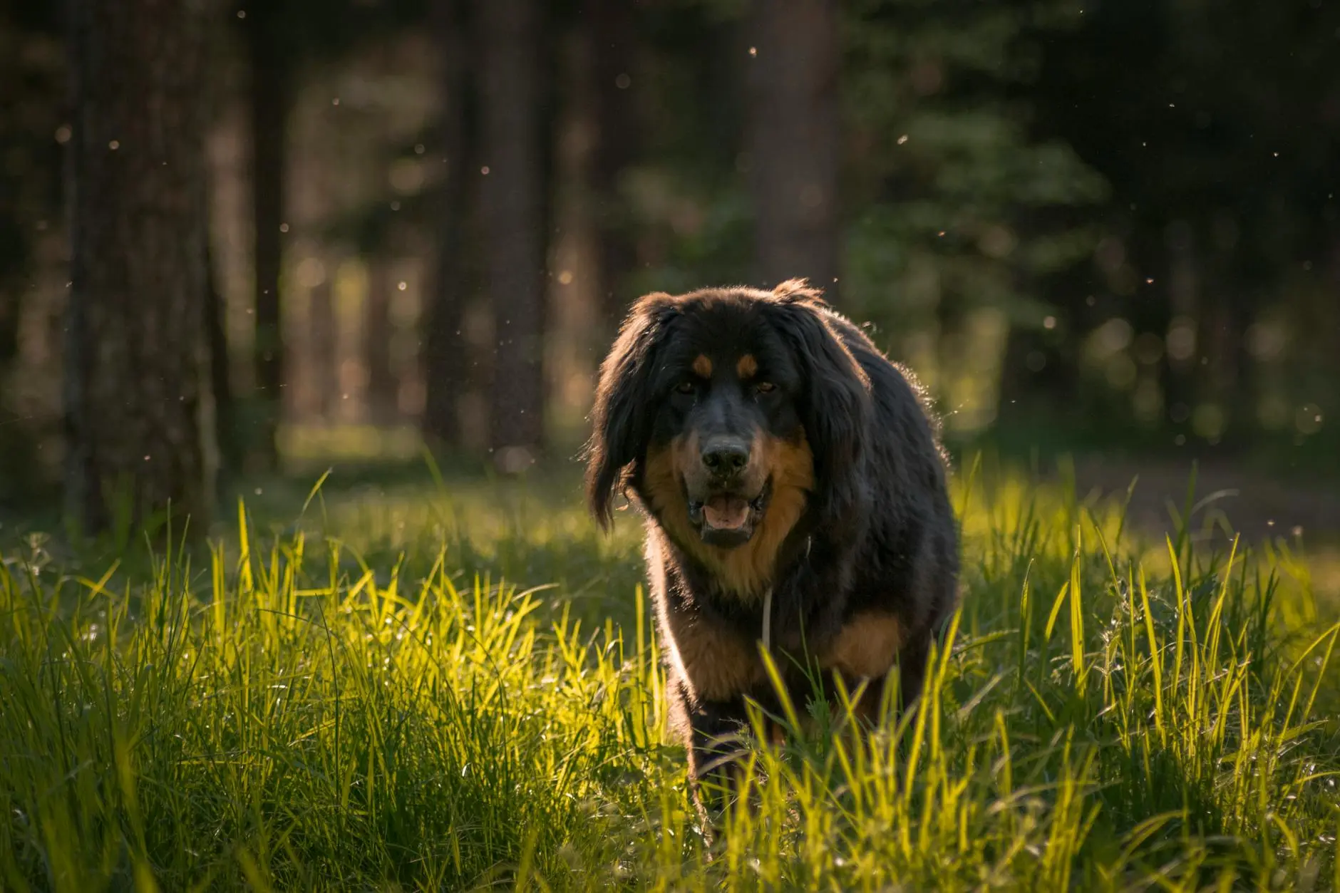 Tibetan Mastiff: The Ancient Guardian of the Himalayas Majestic protector roaming lofty peaks, combining strength, loyalty, and timeless courage.