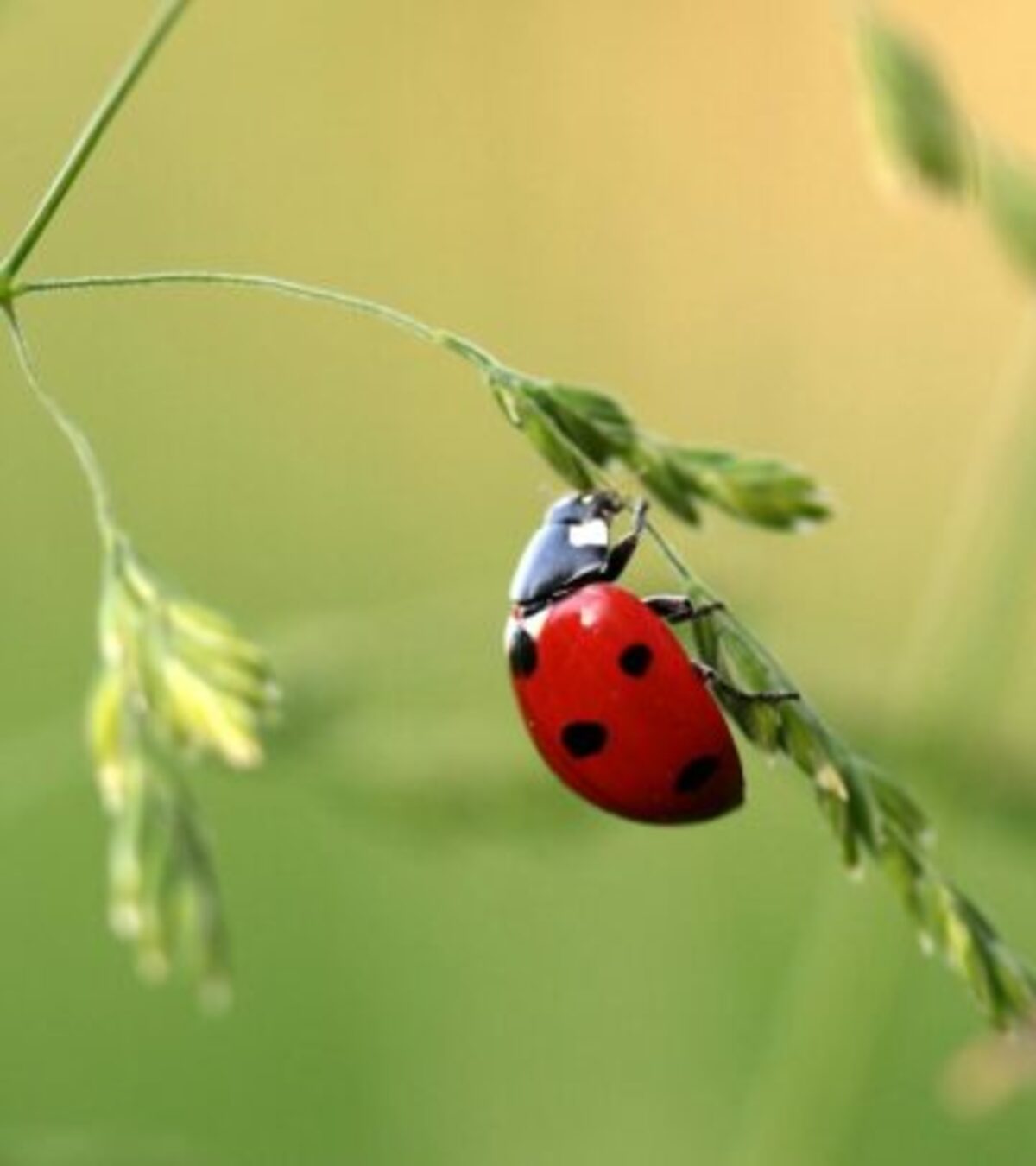 Discover why these tiny spotted creatures are considered harbingers of protection, luck, and abundance across cultures worldwide