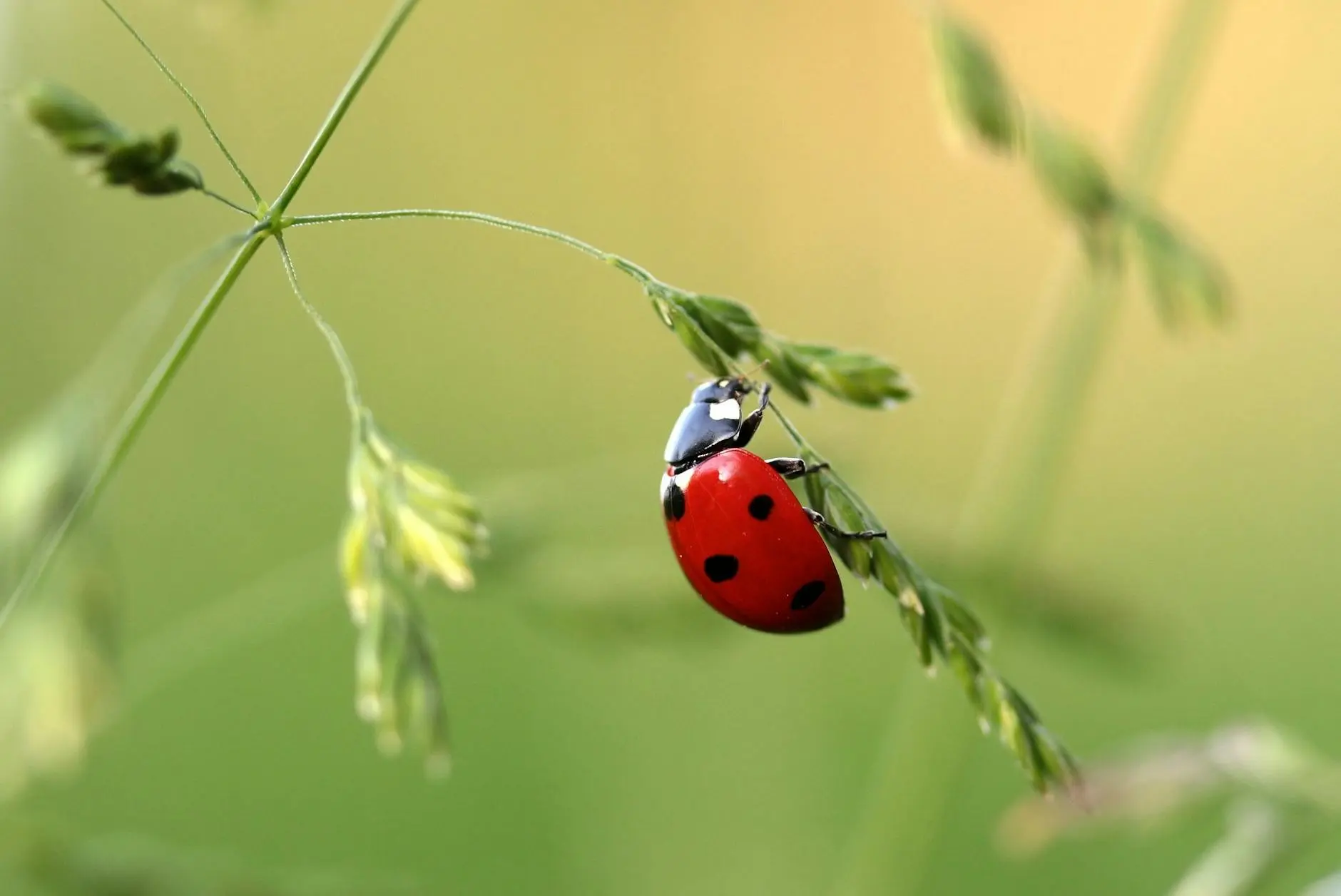 Discover why these tiny spotted creatures are considered harbingers of protection, luck, and abundance across cultures worldwide