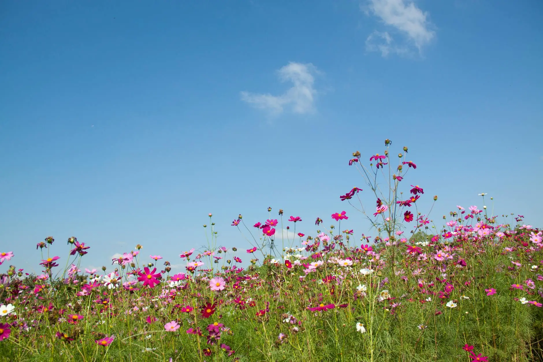 Growing Cosmos Flowers: A Complete Guide to Garden Success Discover the secrets to growing these beautiful, easy-care flowers for a stunning garden display