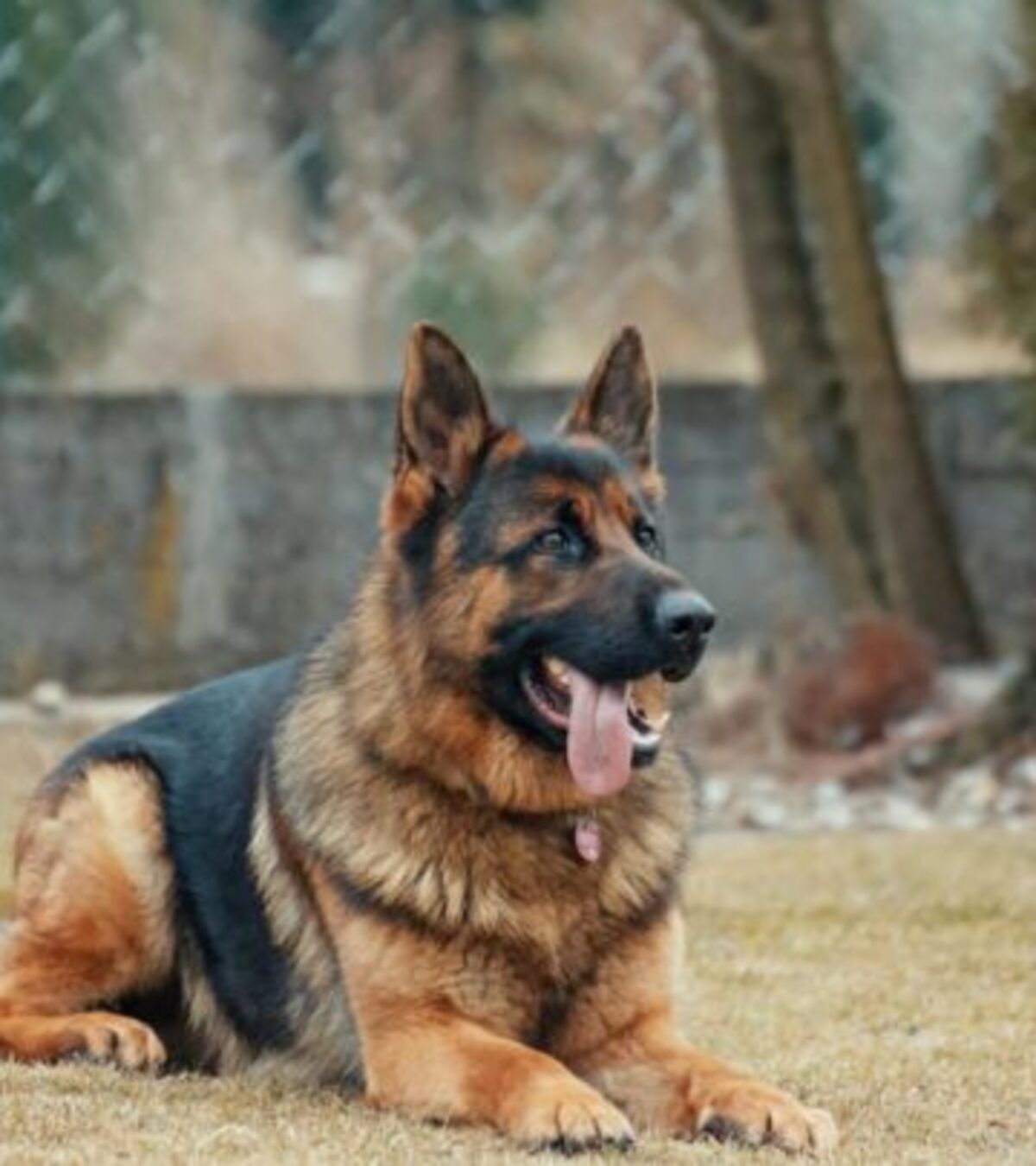 German Shepherd Names: 400 Unique Popular & Food-Inspired Ideas Discover 400+ creative, classic, and totally unique name ideas for your new German Shepherd companion.