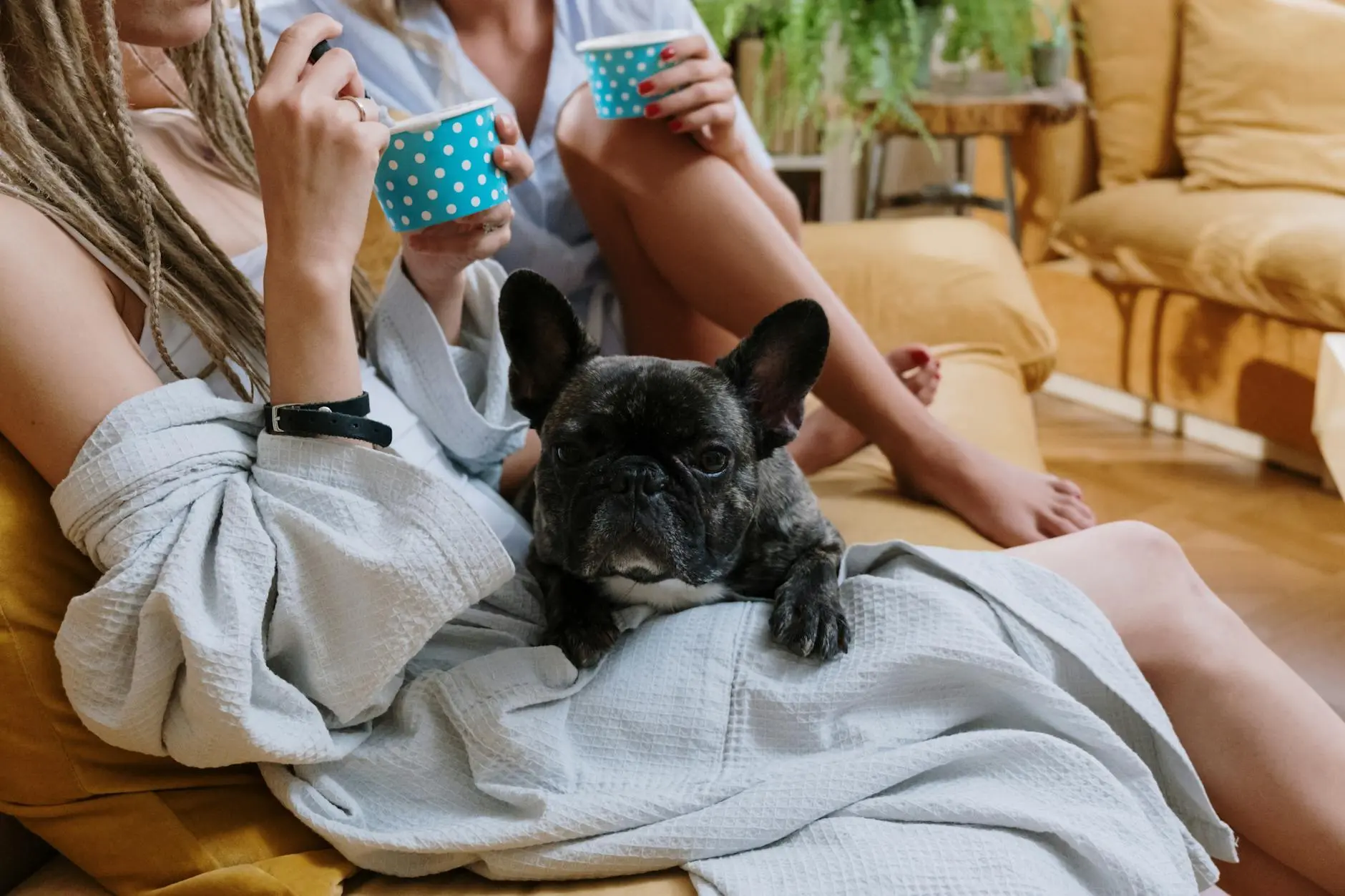 Discover the unique world of dogs with natural and cultivated cord-like coats