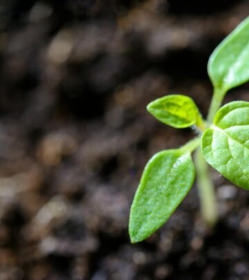 Tomato Leaves Curling: Common Causes, Solutions, and Prevention_image