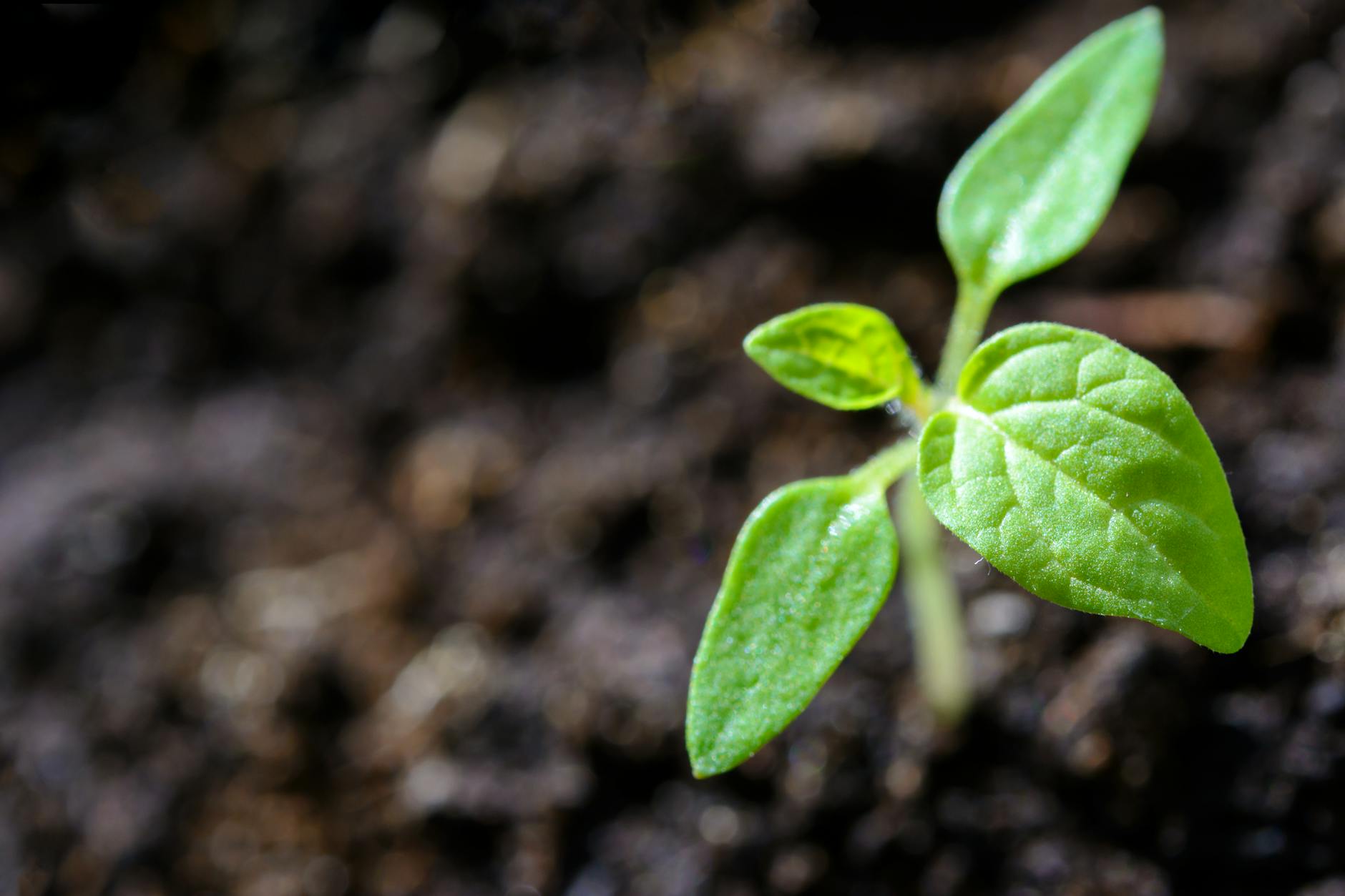 Tomato Leaves Curling: Common Causes, Solutions, and Prevention Tomato Leaves Curling: Common Causes, Solutions, and Prevention_image