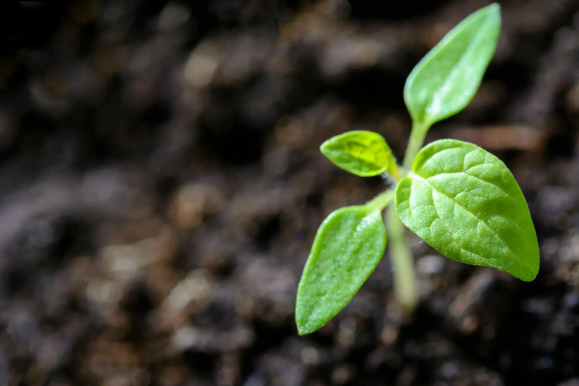 Discover effective ways to protect your garden and keep plants healthy all season long!