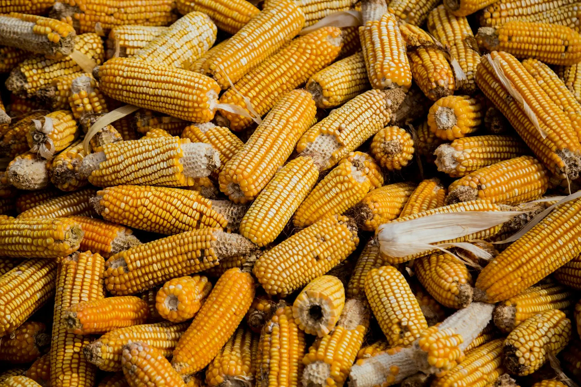 Discover the fascinating story, vivid beauty, and practical growing tips behind Glass Gem Corn, the rainbow-hued marvel of the gardening world.