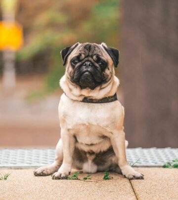 Pug Dog Breed: Complete Guide to History, Care, and Characteristics_image
