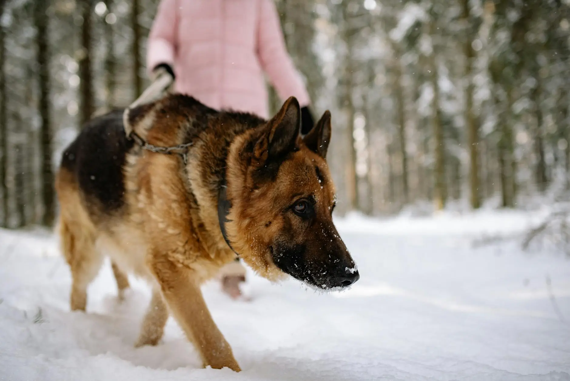 German Shepherd Puppies: The Ultimate Guide to Raising a Happy, Healthy Companion Everything you need to know to raise, care for, and train your German Shepherd puppy from day one.