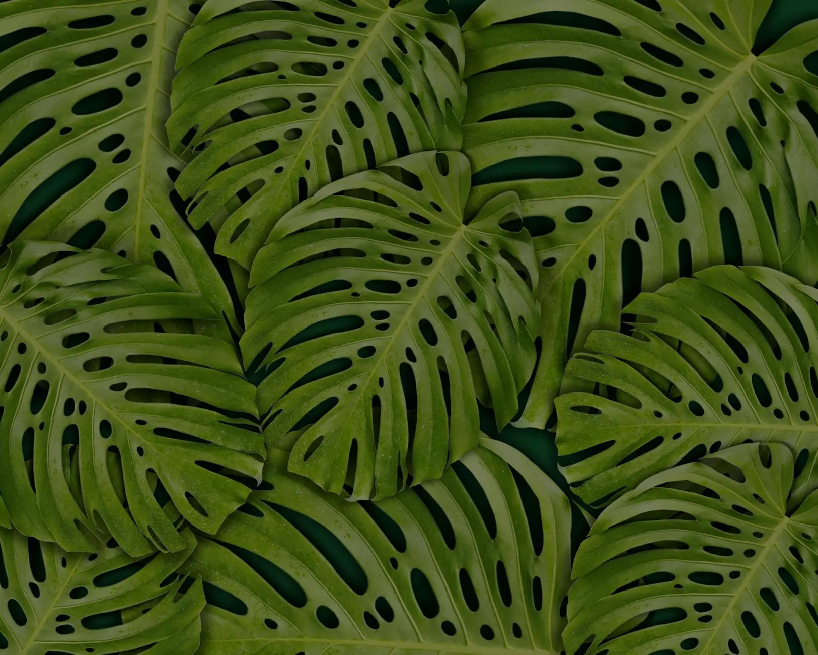 The Complete Guide to Growing and Caring for Philodendron Plants Discover the beauty and versatility of philodendrons, from care tips to stunning varieties for your home