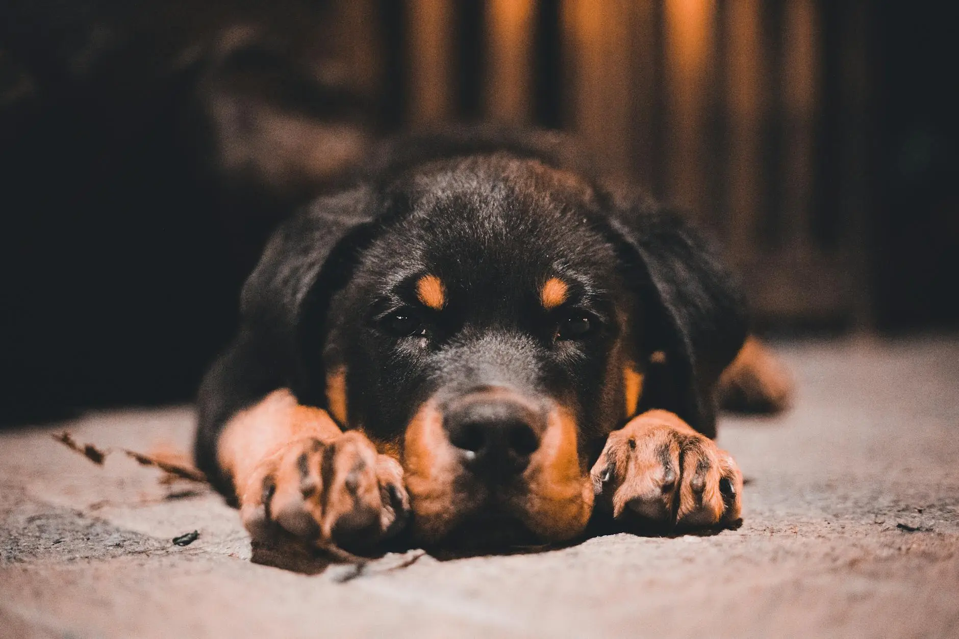Rottweiler Puppies: The Complete Guide to Raising Your New Companion Everything you need to know about caring for, training, and raising a healthy Rottweiler puppy