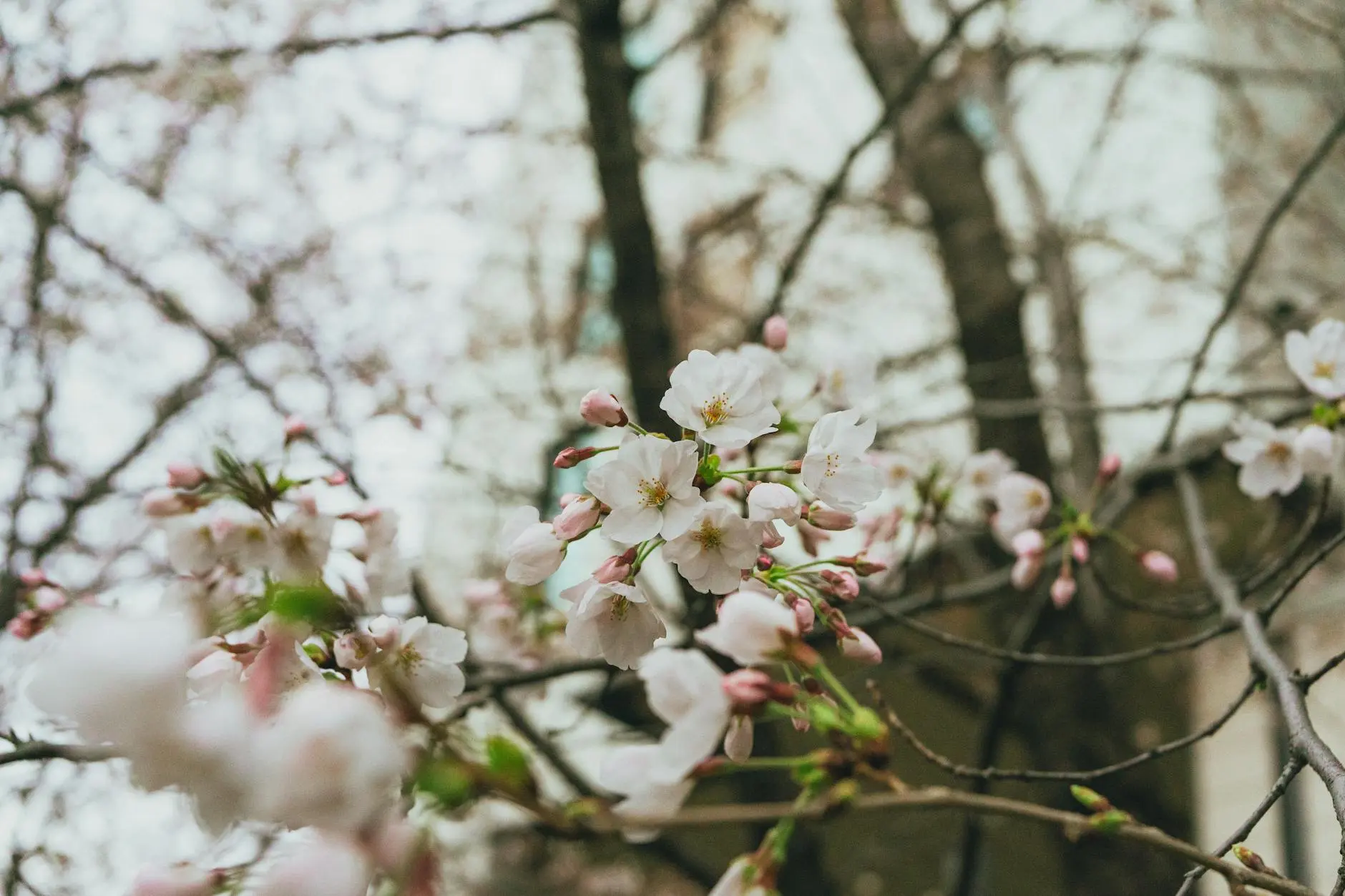 Flowering Cherry Trees: Ultimate Guide to Selection, Planting, and Care Discover the beauty, varieties, and care essentials of flowering cherry trees for a breathtaking spring landscape.