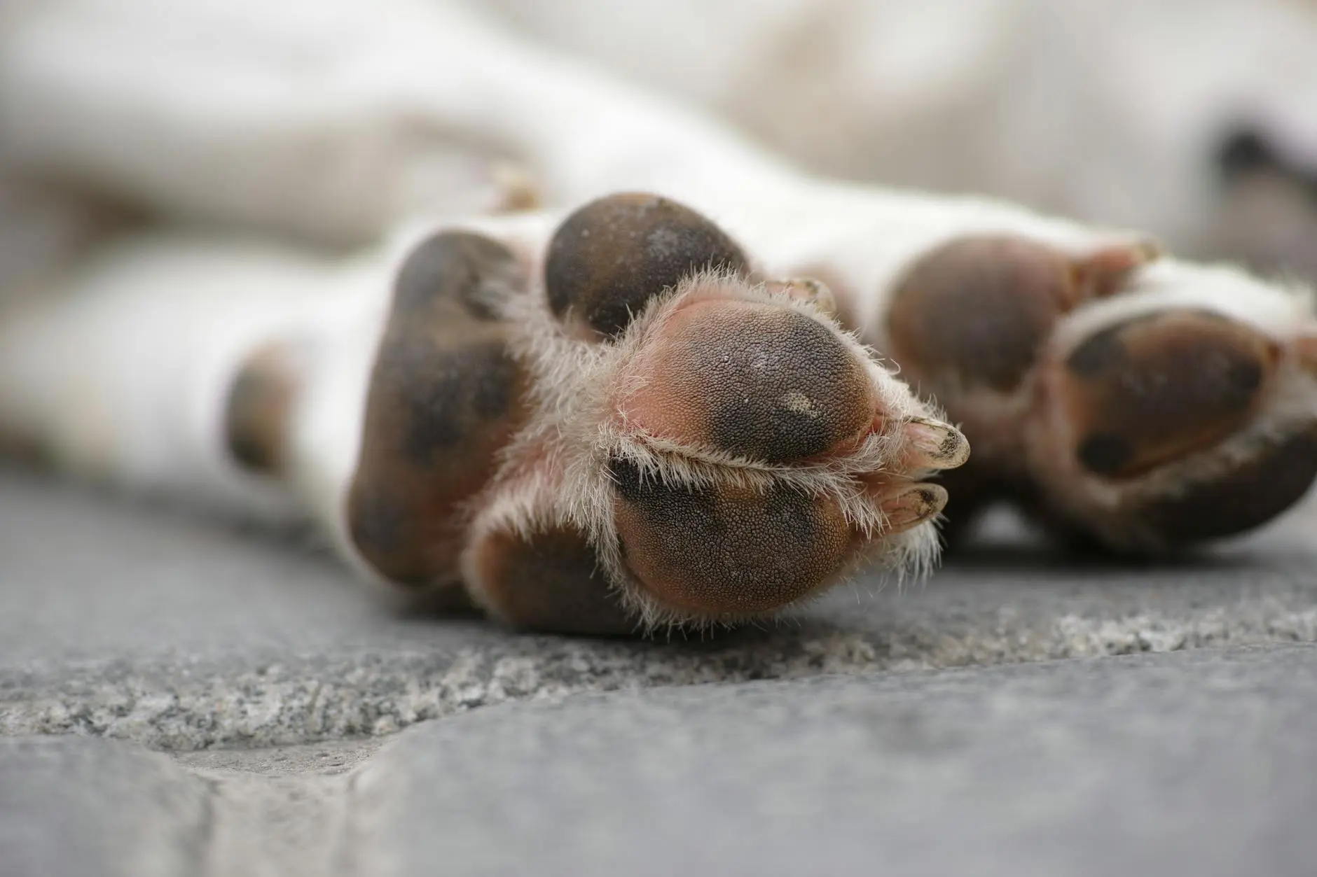 Discover the underlying reasons behind your dog's paw-chewing behavior and effective ways to help them stop