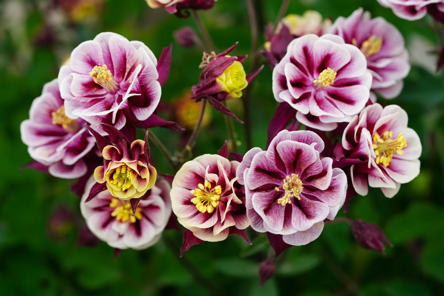 Columbine Flowers: A Complete Guide to Planting, Growing, and Enjoying Aquilegia Discover the captivating charm, care tips, and diverse varieties of columbine for every garden setting.