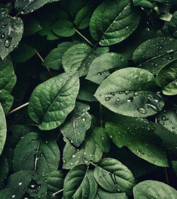 Annual vs Perennial Plants: Understanding the Key Differences_image