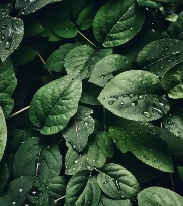 Discover how growth cycles impact your garden’s beauty and maintenance year-round.